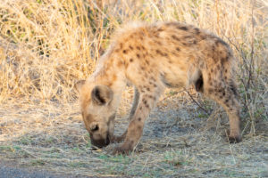Spotted Hyena (Crocuta crocuta), a cub sniffing the soil, Mpumalanga, South Africa Spotted Hyena (Crocuta crocuta), a cub sniffing the soil, Mpumalanga, South Africa